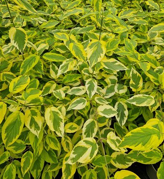 Cornus Hedgerows Gold 3 Litre