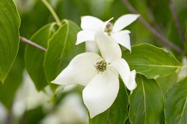 Cornus kousa China Girl 12 Litre