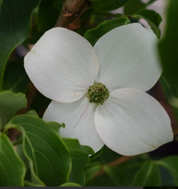 Cornus Kousa China Girl  3 Litre