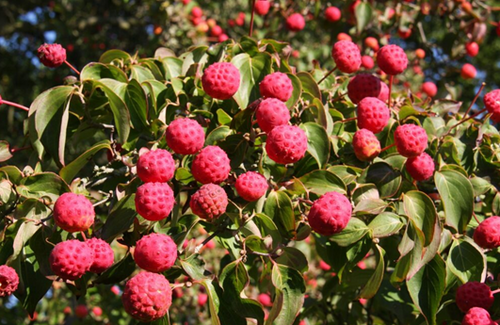 Cornus Kousa Chinensis 3 Litre