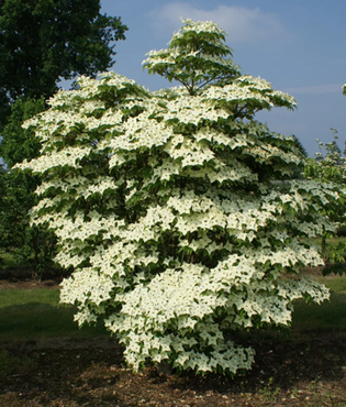 Cornus kousa Milky Way 12 Litre