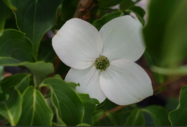 Cornus Kousa Milkyway Select 3 Litre - image 1