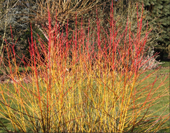 Cornus 'Midwinter Fire' 3 Litre