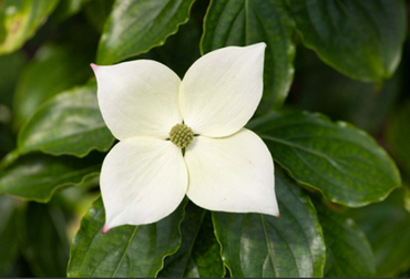 Cornus Teutonia 12 Litre