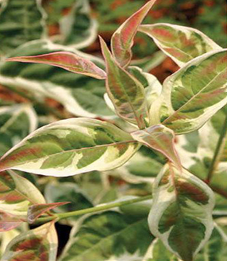 Cornus x Stellar Pink 3 Litre