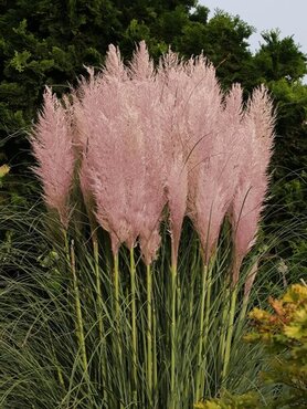 Cortaderia 'Pink Feather' 3 Litre