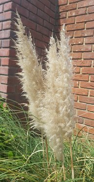 Cortaderia 'Pumila' 3 Litre