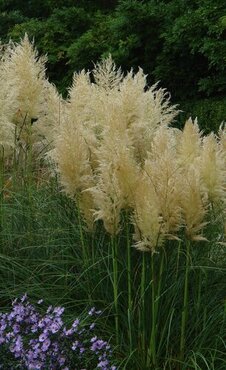 Cortaderia Selloana Citaro 5 Litre