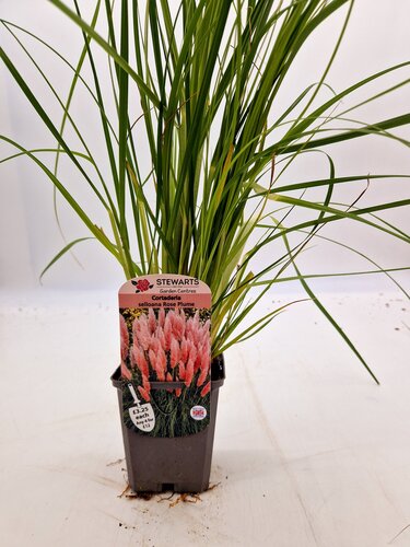 Cortaderia Selloana Rose Plume 9cm