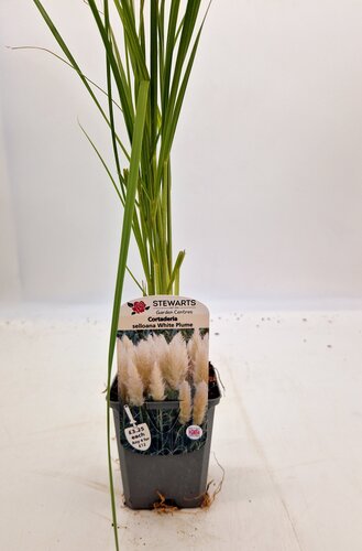 Cortaderia Selloana White Plume 9cm