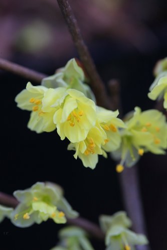 Corylopsis pauciflora 3.4 Litre