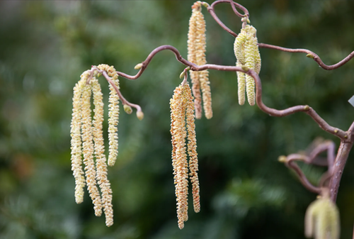 Corylus Contorta 12 Litre