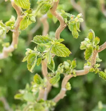 Corylus Twister Standard 10 Litre