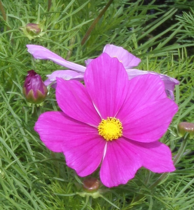 Cosmos Carmine Six Pack - Stewarts Garden Centre