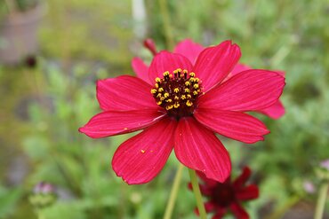 Cosmos Cherry Chocolate 2 Litre