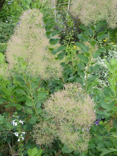 Cotinus Candy Floss 3 Litre