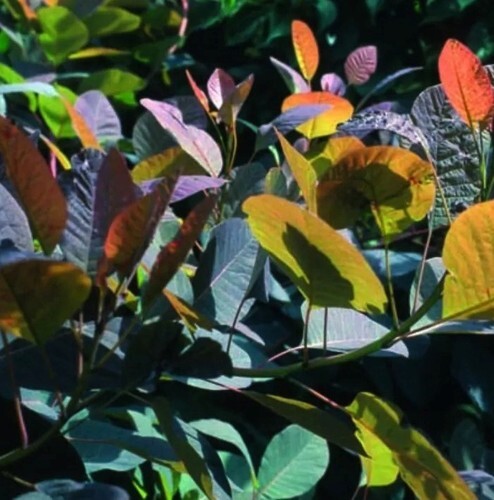 Cotinus 'Grace' 3 Litre