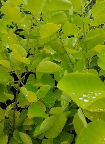 Cotinus Golden Lady 3 Litre