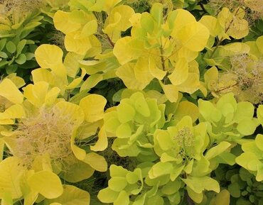 Cotinus 'Golden Spirit' 3 Litre