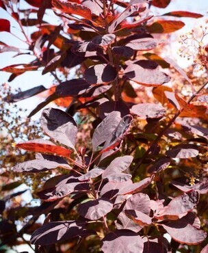 Cotinus Royal Purple 2.3 Litre