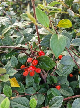 Cotoneaster Berried Treasure 3 Litre