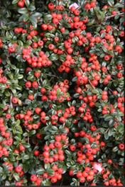 Cotoneaster Coral Beauty 3 litre