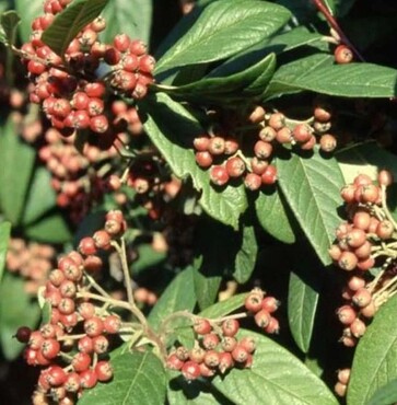 Cotoneaster Cornubia 12 Litre