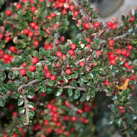 Cotoneaster Horizontalis 3 Litre