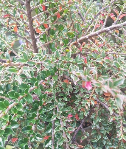 Cotoneaster horizontalis 'Variegatus' 3 Litre