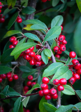 Cotoneaster Hybridus Pendulus 12 Litre