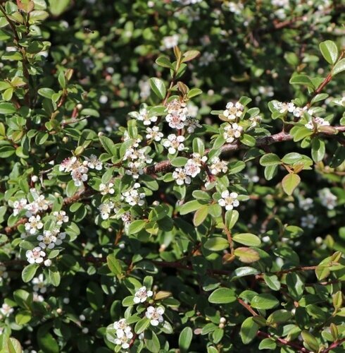 Cotoneaster Queen Of Carpets 3 Litre