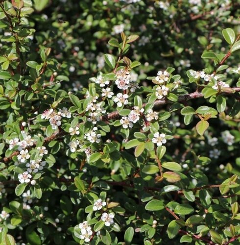 Cotoneaster Queen Of Carpets Standard 10 Litre