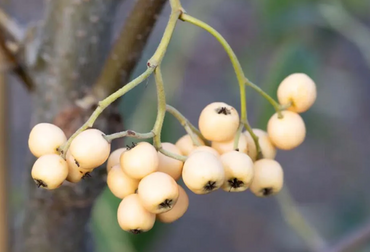 Cotoneaster Rotschildianus 12 Litre