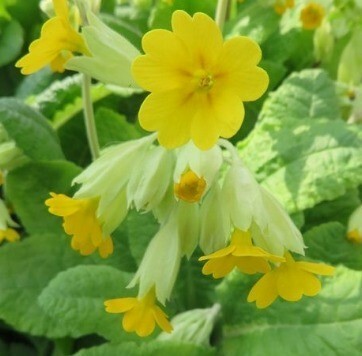 Cowslip Yellow 10.5cm