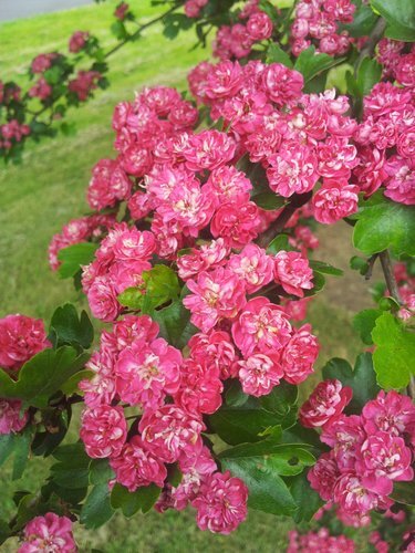 Crataegus Paul's Scarlet 16.5 Litre