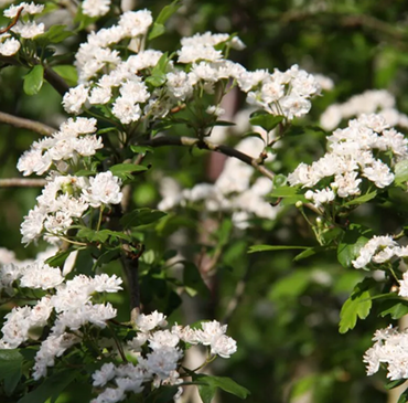 Crataegus Plena 12 Litre