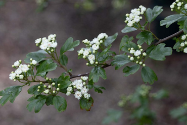 Crataegus Rosea Flore Plena 12 Litre