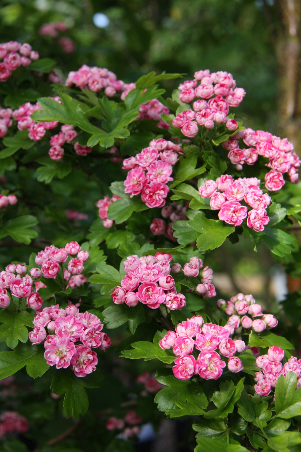 Crataegus Rosea Flore Pleno 12 litre - Stewarts Garden Centre