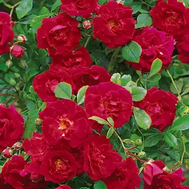 Crimson Shower Rambling Rose 6 Litre - image 1