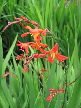 Crocosmia Carmine Brilliant 3 Litre