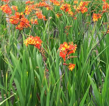 Crocosmia Firestars Firestarter 3 Litre