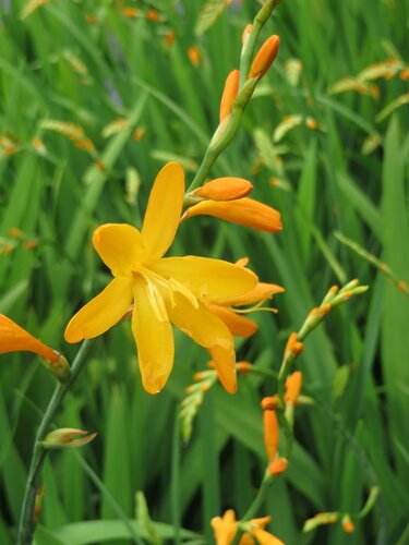 Crocosmia George Davison 2 Litre