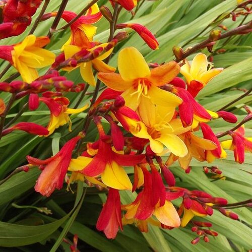 Crocosmia Harlequin 2 Litre