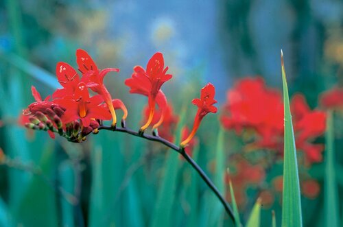 Crocosmia Lucifer 2 Litre