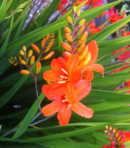 Crocosmia Peach Sunrise 2 Litre