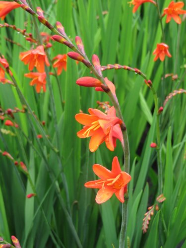 Crocosmia Red King 2 Litre