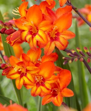 Crocosmia Scorchio 3 Litre