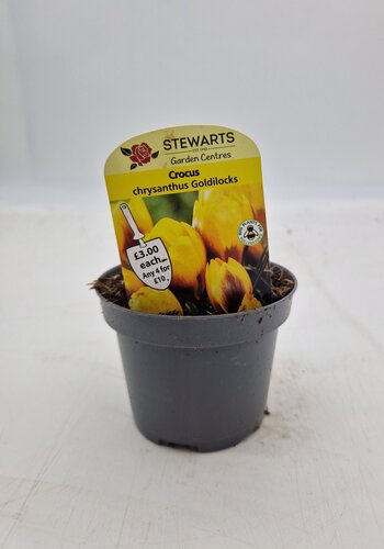 Crocus Chrysanthus Goldilocks Potted Bulb 9cm