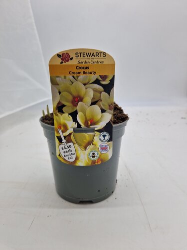 Crocus Cream Beauty Potted Bulb 1 Litre