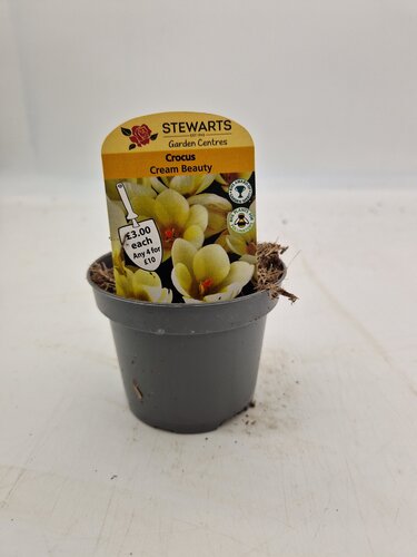 Crocus Cream Beauty Potted Bulb 9cm